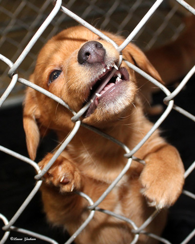 Mill puppy biting cage