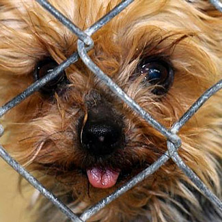 Mill dog looking through fence