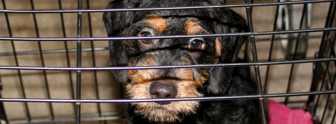 Puppy Mill Dog in Cage