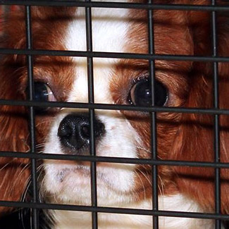 Sad puppy mill dog looking through cage